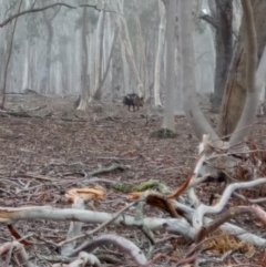 Sus scrofa (Wild Boar, Feral Pig) at Lake George, NSW - 23 May 2018 by MPennay