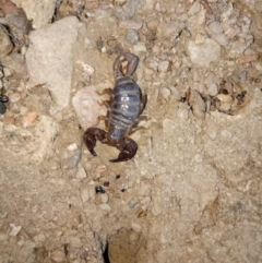 Urodacus manicatus (Black Rock Scorpion) at Gundaroo, NSW - 23 May 2018 by MPennay