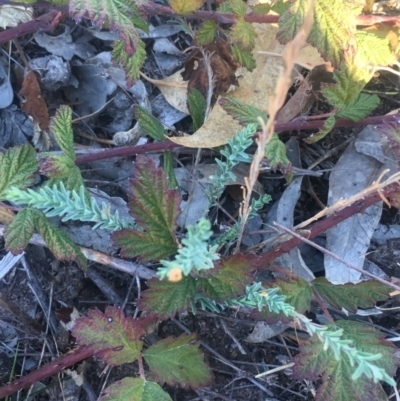 Hypericum gramineum (Small St Johns Wort) at Mount Taylor - 6 May 2018 by George