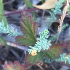 Hypericum gramineum at Mount Taylor - 6 May 2018 01:35 PM