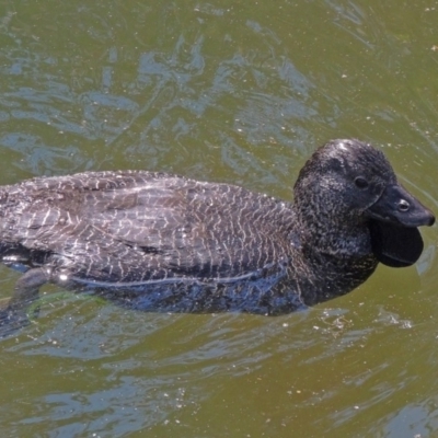 Biziura lobata (Musk Duck) at Tidbinbilla Nature Reserve - 28 Nov 2017 by Philip