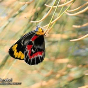 Delias harpalyce at Meroo National Park - 4 Sep 2017 12:00 AM