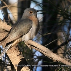 Cacomantis flabelliformis (Fan-tailed Cuckoo) at Ulladulla, NSW - 1 Sep 2017 by Charles Dove