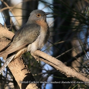 Cacomantis flabelliformis at Ulladulla, NSW - 2 Sep 2017