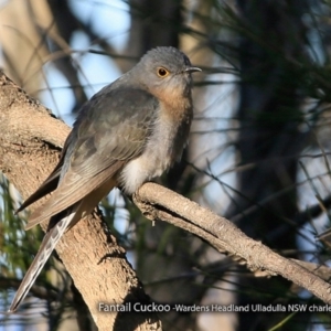 Cacomantis flabelliformis at Ulladulla, NSW - 2 Sep 2017