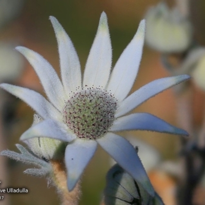 Actinotus helianthi (Flannel Flower) at South Pacific Heathland Reserve - 31 Aug 2017 by Charles Dove