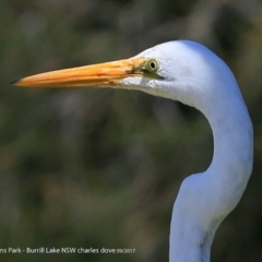 Ardea alba (Great Egret) at Burrill Lake, NSW - 6 Sep 2017 by CharlesDove