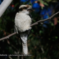 Dacelo novaeguineae (Laughing Kookaburra) at Burrill Lake, NSW - 31 Aug 2017 by Charles Dove