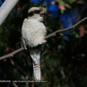 Dacelo novaeguineae at Burrill Lake, NSW - 1 Sep 2017 12:00 AM