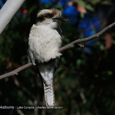 Dacelo novaeguineae (Laughing Kookaburra) at Wairo Beach and Dolphin Point - 31 Aug 2017 by Charles Dove