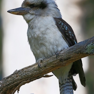 Dacelo novaeguineae (Laughing Kookaburra) at Narrawallee Foreshore and Reserves Bushcare Group - 2 Sep 2017 by Charles Dove