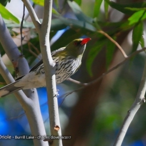 Oriolus sagittatus at Meroo National Park - 1 Sep 2017