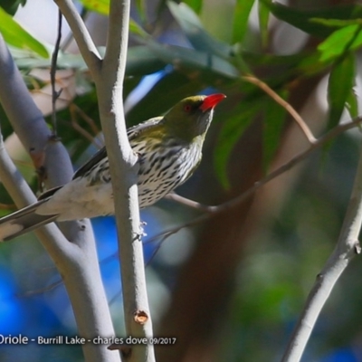 Oriolus sagittatus (Olive-backed Oriole) at Meroo National Park - 31 Aug 2017 by Charles Dove