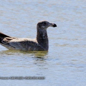 Larus pacificus at undefined - 2 Sep 2017