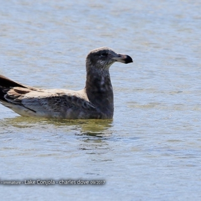 Larus pacificus (Pacific Gull) at Undefined - 1 Sep 2017 by Charles Dove