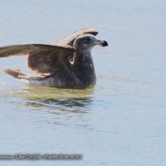 Larus pacificus at undefined - 2 Sep 2017