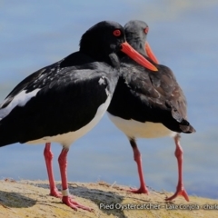 Haematopus longirostris (Australian Pied Oystercatcher) at Conjola Bushcare - 1 Sep 2017 by Charles Dove