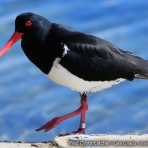 Haematopus longirostris at Conjola Bushcare - 2 Sep 2017