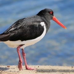 Haematopus longirostris at Conjola Bushcare - 2 Sep 2017