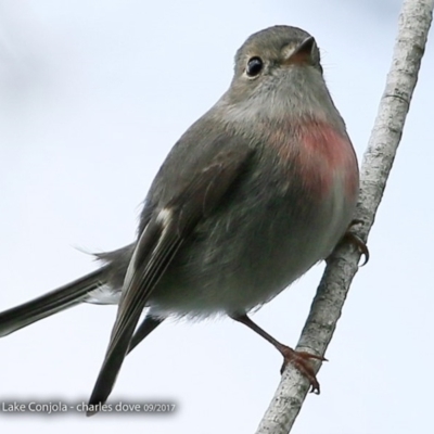 Petroica rosea (Rose Robin) at Undefined - 1 Sep 2017 by Charles Dove