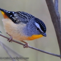Pardalotus punctatus (Spotted Pardalote) at Meroo National Park - 31 Aug 2017 by Charles Dove