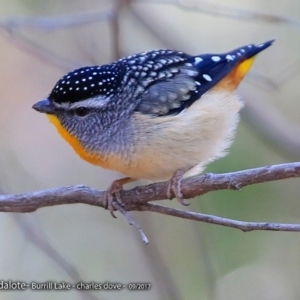 Pardalotus punctatus at Meroo National Park - 1 Sep 2017