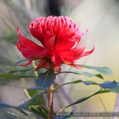 Telopea speciosissima (NSW Waratah) at South Pacific Heathland Reserve - 3 Sep 2017 by Charles Dove