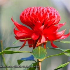 Telopea speciosissima at South Pacific Heathland Reserve - 4 Sep 2017