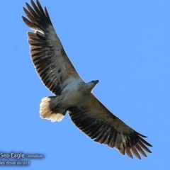 Haliaeetus leucogaster (White-bellied Sea-Eagle) at Wairo Beach and Dolphin Point - 3 Sep 2017 by Charles Dove