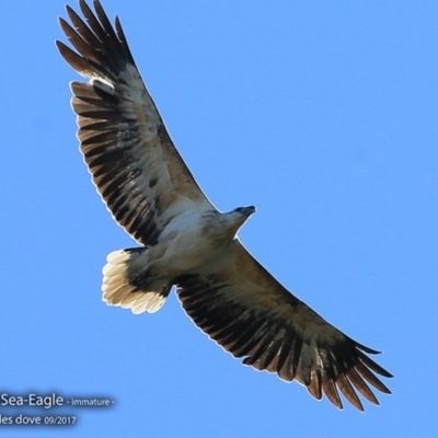 Haliaeetus leucogaster (White-bellied Sea-Eagle) at Wairo Beach and Dolphin Point - 3 Sep 2017 by Charles Dove