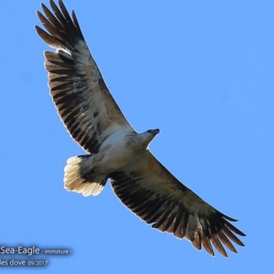 Haliaeetus leucogaster (White-bellied Sea-Eagle) at Burrill Lake, NSW - 4 Sep 2017 by CharlesDove