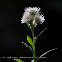 Coronidium elatum subsp. elatum (Tall Everlasting) at Narrawallee Foreshore and Reserves Bushcare Group - 1 Sep 2017 by CharlesDove