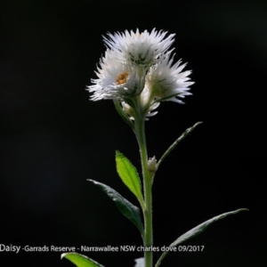 Coronidium elatum subsp. elatum at Narrawallee Foreshore and Reserves Bushcare Group - 1 Sep 2017 12:00 AM