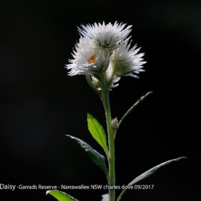 Coronidium elatum subsp. elatum (Tall Everlasting) at Garrads Reserve Narrawallee - 31 Aug 2017 by Charles Dove