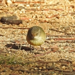 Acanthiza reguloides (Buff-rumped Thornbill) at Booth, ACT - 22 May 2018 by RodDeb