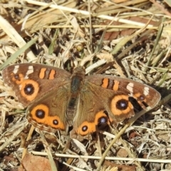 Junonia villida (Meadow Argus) at Tennent, ACT - 22 May 2018 by RodDeb