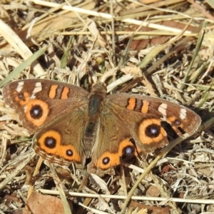 Junonia villida at Tennent, ACT - 22 May 2018 12:25 PM