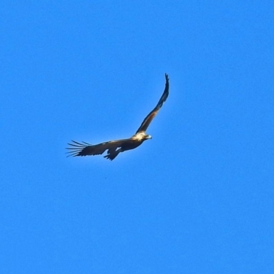 Aquila audax (Wedge-tailed Eagle) at Tennent, ACT - 22 May 2018 by RodDeb