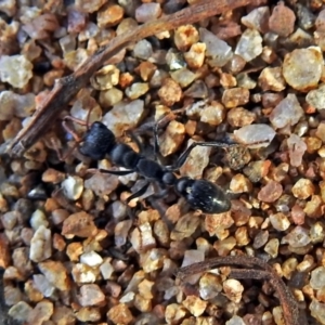 Myrmecia sp., pilosula-group at Rendezvous Creek, ACT - 22 May 2018 01:40 PM