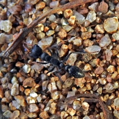 Myrmecia sp., pilosula-group (Jack jumper) at Namadgi National Park - 22 May 2018 by RodDeb