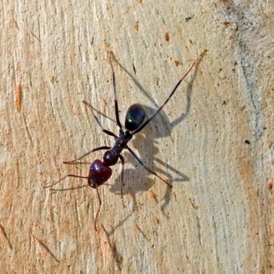 Iridomyrmex purpureus (Meat Ant) at Booth, ACT - 22 May 2018 by RodDeb