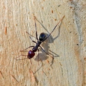 Iridomyrmex purpureus at Booth, ACT - 22 May 2018