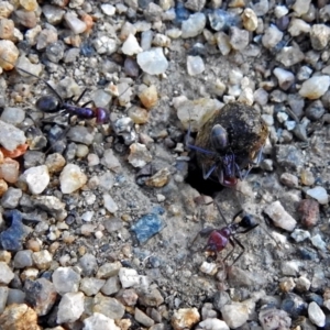 Iridomyrmex purpureus at Booth, ACT - 22 May 2018 02:35 PM