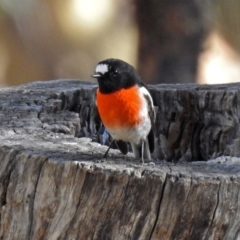 Petroica boodang (Scarlet Robin) at Booth, ACT - 22 May 2018 by RodDeb