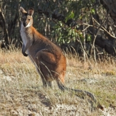 Notamacropus rufogriseus at Booth, ACT - 22 May 2018