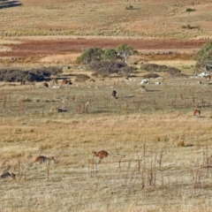 Notamacropus rufogriseus at Booth, ACT - 22 May 2018