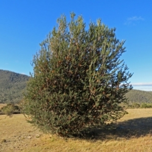 Banksia marginata at Booth, ACT - 22 May 2018 03:12 PM