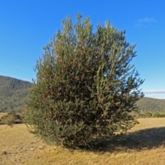 Banksia marginata (Silver Banksia) at Booth, ACT - 22 May 2018 by RodDeb