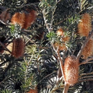 Banksia marginata at Booth, ACT - 22 May 2018 03:12 PM