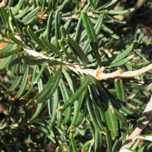 Banksia marginata at Booth, ACT - 22 May 2018 03:12 PM